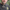 Avid Carp Flat Pear - Swivel - KarperCentrale